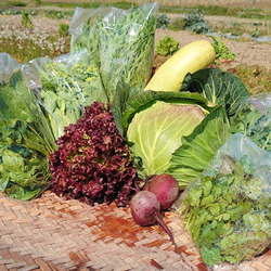 【農薬・除草剤不使用】新鮮朝採り！愛媛冬の野菜セット[お試し6品目] 3枚目の画像