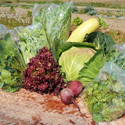 【農薬・除草剤不使用】新鮮朝採り！愛媛の野菜セット[厳選8品目] 3枚目の画像