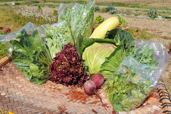 【農薬・除草剤不使用】新鮮朝採り！愛媛の野菜セット[厳選8品目] 3枚目の画像