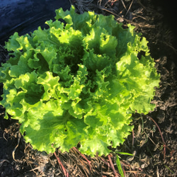 【農薬・除草剤不使用】新鮮朝採り！愛媛の野菜セット[厳選8品目] 4枚目の画像