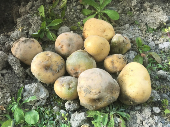 【農薬・除草剤不使用】掘りたてほっこりじゃがいも(2kg) 1枚目の画像