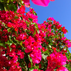 iPhone 全機種対応 ブーゲンビリア スマホケース アンドロイド　iPhone14 ショルダー　ピンク　アンドロイド 8枚目の画像