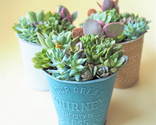 ☆多肉植物　寄せ植え〜フック付きブリキ缶寄せ植え　セット〜★ 多肉植物 寄せ植えブリキ缶』#初心者におすすめ #ガーデニング