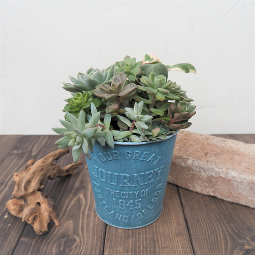 多肉植物 寄せ植えブリキ缶』#初心者におすすめ #ガーデニング