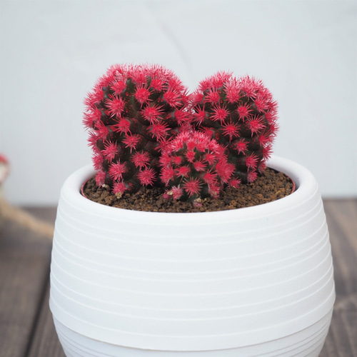 明日香姫 赤』サボテン☆かわいい☆インテリア☆多肉植物☆送料無料