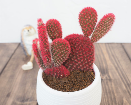 うさぎちゃんの耳 ⭐️バニーカクタス キンエボシ⭐️サボテン 多肉 抜き苗 うさぎちゃんの耳 ⭐️バニーカクタス キンエボシ⭐️サボテン