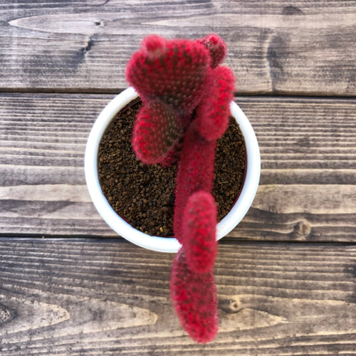 バニーカクタス 赤』#サボテン #うさぎの耳みたい #インテリア #多肉