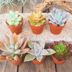 多肉植物 6種1号サイズ』#小さい #かわいい #インテリア #多肉