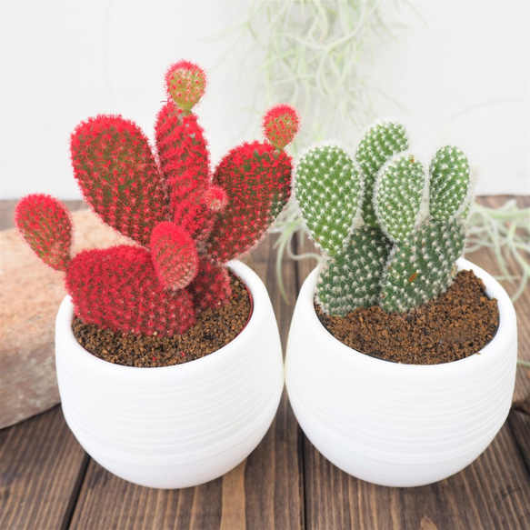 専用！多肉植物^o^ バニーカクタス 【公式通販】