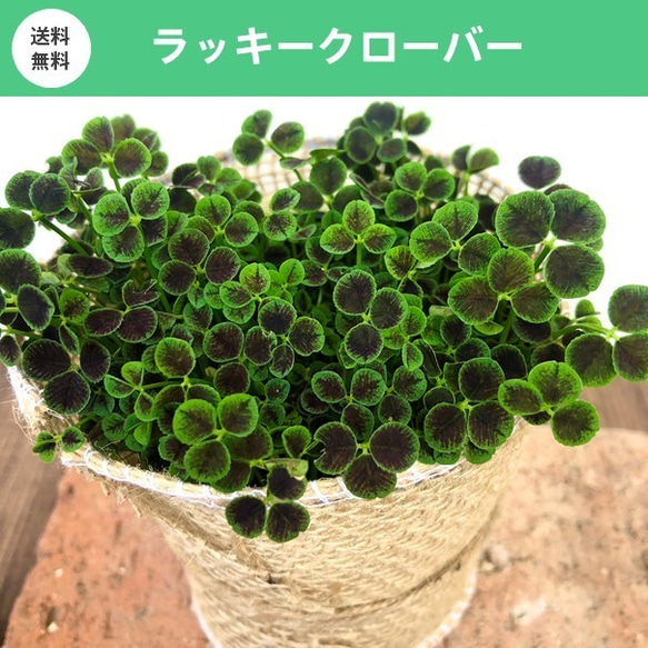 『ラッキークローバー』#しあわせの予感 #カシスパープル #かわいい #観葉植物 #送料無料 1枚目の画像