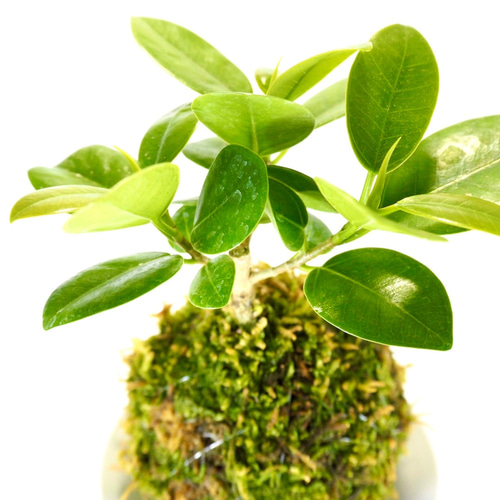 パンダ　ガジュマル　斑入り　苔玉 ま*み様 パンダ ガジュマル 斑入り 苔玉