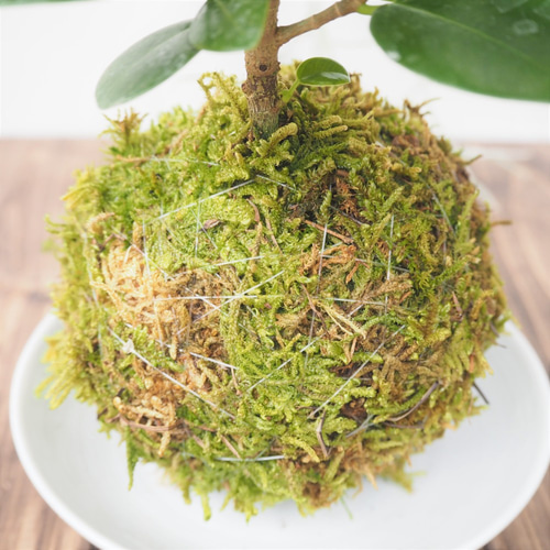 ま*み様 パンダ　ガジュマル　斑入り　苔玉 ま*み様 パンダ ガジュマル 斑入り 苔玉