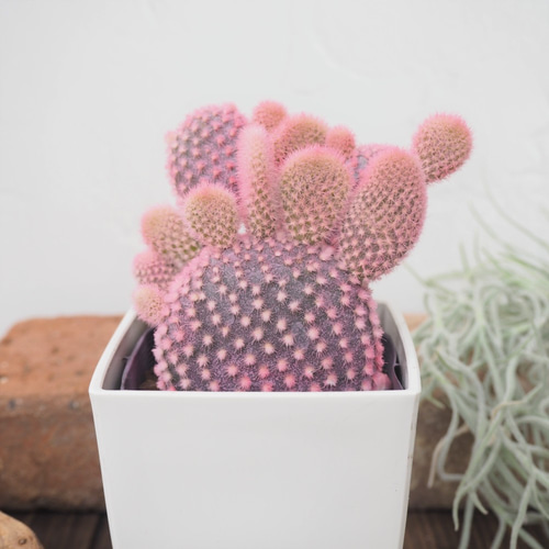 スワロフスキー フラワー サボテン デザートピンク カクタス 花 置物