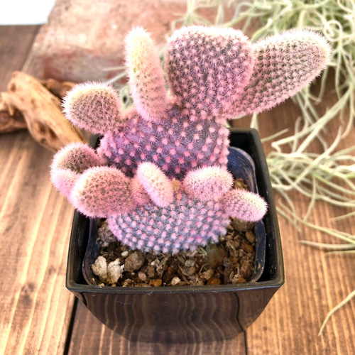 ピンクのバニーカクタス』かわいい☆サボテン☆プレゼント☆誕生日