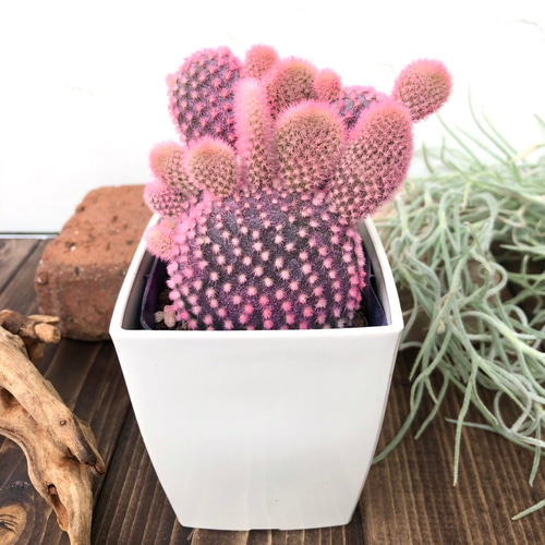 ピンクのバニーカクタス』かわいい☆サボテン☆プレゼント☆誕生日