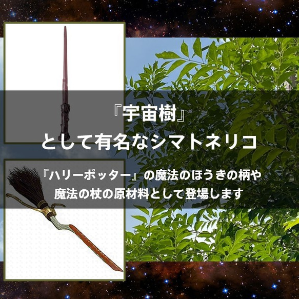 『シマトネリコの苔玉』★宇宙樹★苔玉★魔法の木★プレゼント★インテリア★観葉植物★送料無料 6枚目の画像