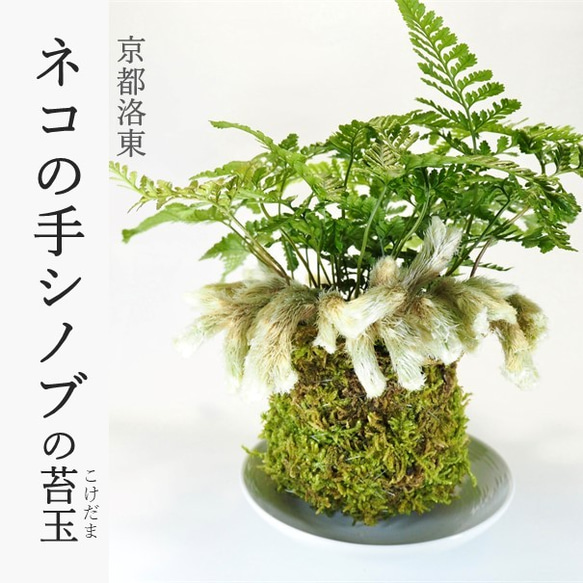ネコの手シノブの苔玉』セッカシノブ☆猫の手☆苔玉☆プレゼント