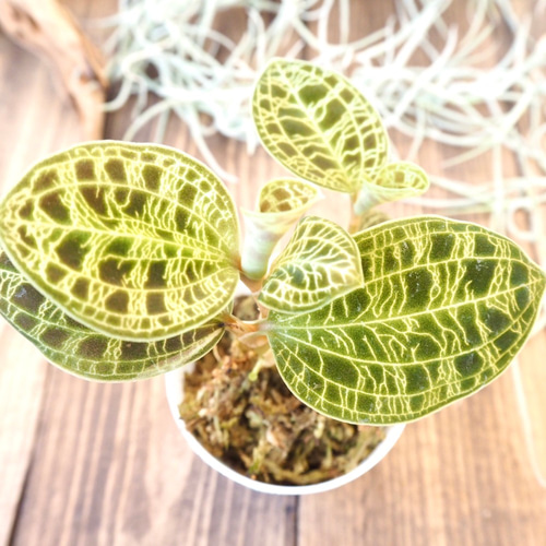 ジュエルオーキッド』マコデスペトラ☆宝石蘭☆希少種☆葉脈が光る