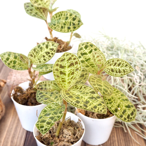 激レア　マコデスペトラ　プラチナ　希少　ジュエルオーキッド　小苗 激レア マコデスペトラ プラチナ 希少 ジュエルオーキッド 小苗