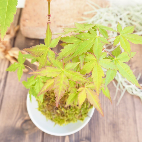 いろは紅葉の苔玉』イロハモミジ☆紅葉☆苔玉☆インテリア