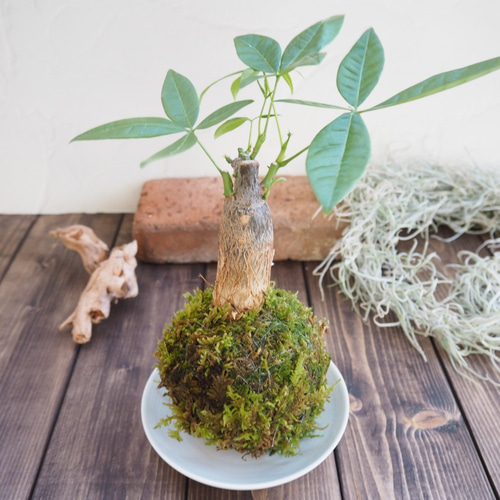 極小 ミニ 朴仕立て パキラ 苔玉 ハンギング | PLANTS SHOP OLIVE