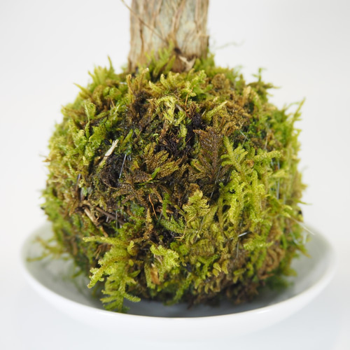 パキラの苔玉』風水パワー☆発財樹☆苔玉☆インテリア☆観葉植物