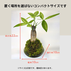 『パキラの苔玉』風水パワー★発財樹★苔玉★インテリア★観葉植物★送料無料 7枚目の画像