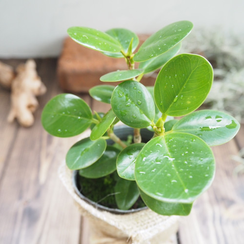 尖閣ガジュマルの木』パンダガジュマル☆風水パワー☆多幸の樹