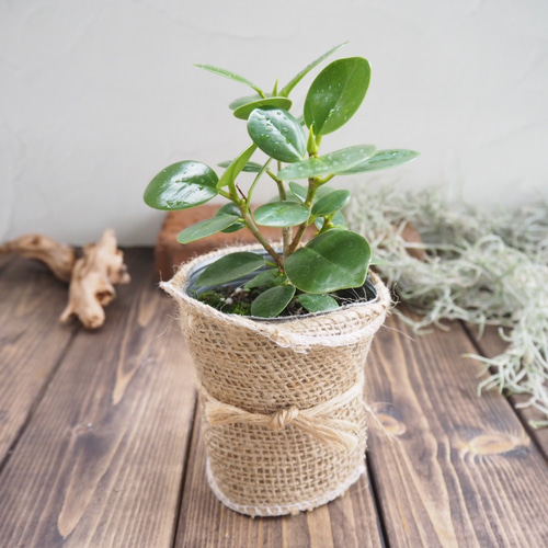 尖閣ガジュマルの木』パンダガジュマル☆風水パワー☆多幸の樹