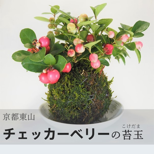 チェッカーベリーの苔玉』ゴールテリア☆かわいい☆苔玉☆インテリア