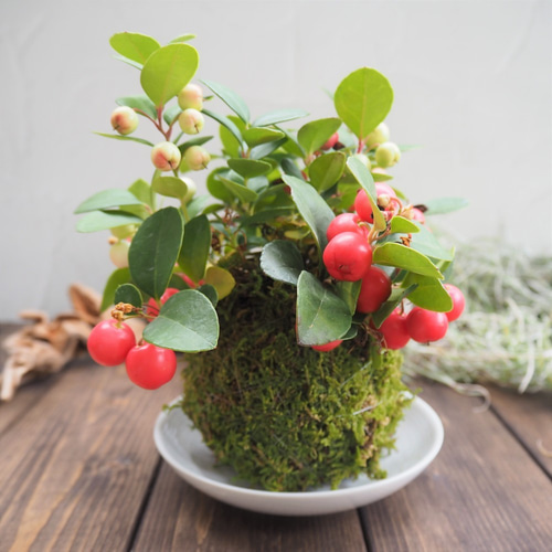 チェッカーベリーの苔玉』ゴールテリア☆かわいい☆苔玉☆インテリア