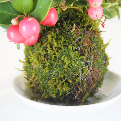 チェッカーベリーの苔玉』ゴールテリア☆かわいい☆苔玉☆インテリア