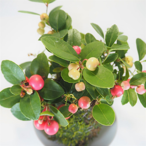 チェッカーベリーの苔玉』ゴールテリア☆かわいい☆苔玉☆インテリア