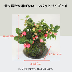 『チェッカーベリーの苔玉』ゴールテリア★かわいい★苔玉★インテリア★観葉植物★送料無料 8枚目の画像