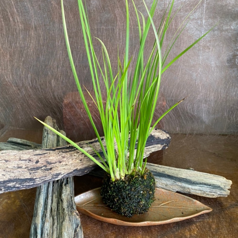 苔玉・苔 puyozou 苔玉・苔 puyozou 苔玉・苔 puyozou 楽天市場】（観葉植物）苔玉