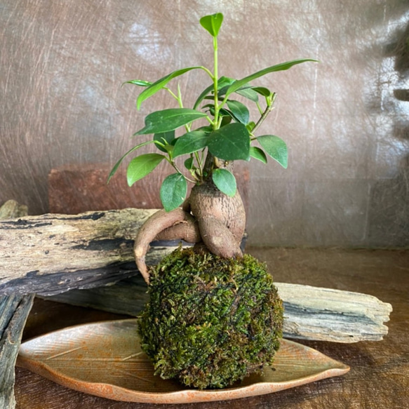 天然苔玉★観葉植物★ガジュマル 1枚目の画像