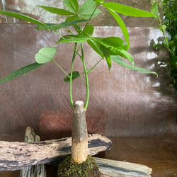 天然苔玉★観葉植物★パキラ（大きめ） 1枚目の画像