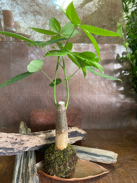 天然苔玉★観葉植物★パキラ（大きめ） 1枚目の画像