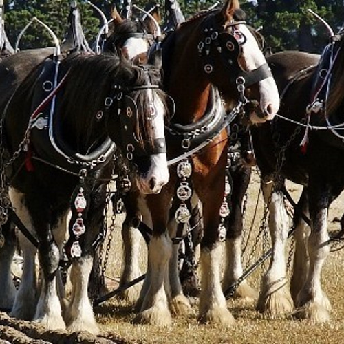 英国アンティークの真鍮製のオブジェ、イギリスで見つけた馬の