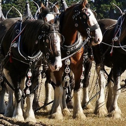 イギリスのアンティーク ホースブラス68 馬飾り 6枚目の画像