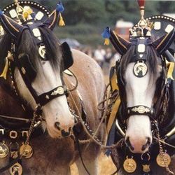 イギリスのアンティーク ホースブラス68 馬飾り 7枚目の画像
