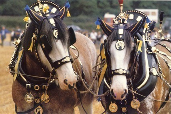 イギリスのアンティーク ホースブラス73 馬飾り 9枚目の画像