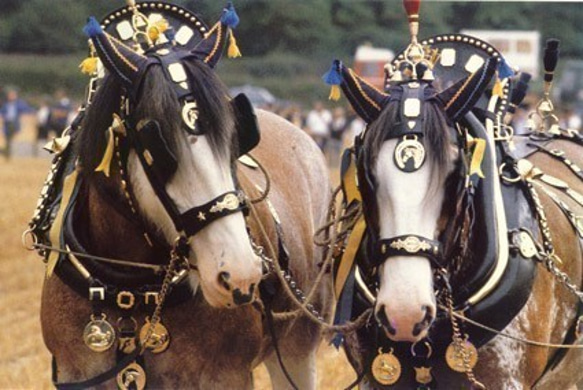 イギリスのアンティーク ホースブラス74 馬飾り 9枚目の画像