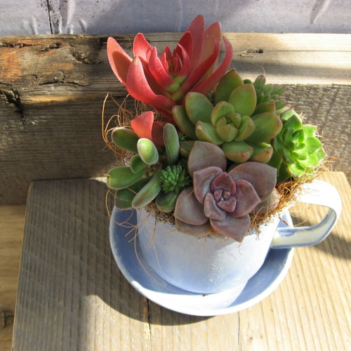 多肉植物 青い花模様の鉢*3 植木鉢 花模様 ミニ シンプル
