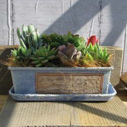 錆風リメイク缶の多肉寄せ植え 多肉植物 osh25plant 通販 13724046