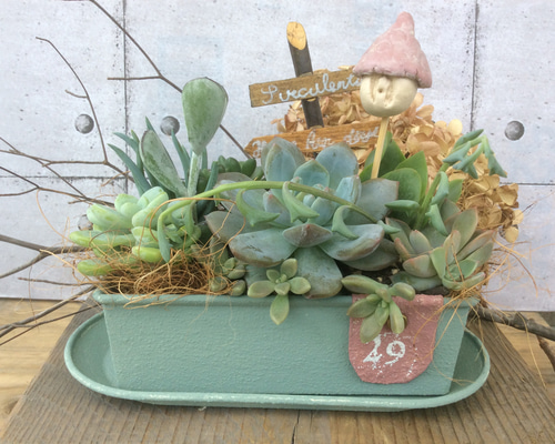 多肉のおうち 多肉植物 osh25plant 通販 12557208｜Creema(クリーマ)