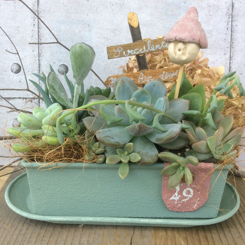 多肉のおうち 多肉植物 osh25plant 通販 12557208｜Creema(クリーマ)