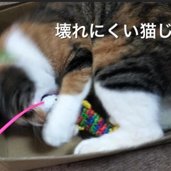 【再販】壊れにくい猫じゃらし 1枚目の画像