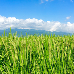 自然栽培米シリアル・玄米オートミール(220ｇ)×3個 5枚目の画像