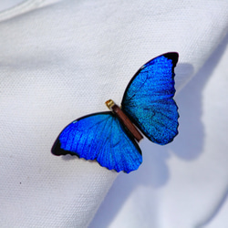 木製蝶々ブローチ　メネラウスモルフォ（飛翔） 4枚目の画像